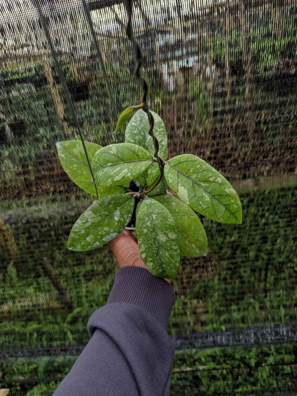 Hoya sp. Aceh “Air Suri” – Rare Tropical Hoya from Aceh