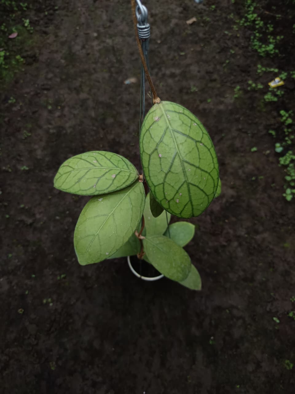 Hoya sp. Talang Ogan – Rare Sumatra Locality Hoya with Bold Tropical Foliage