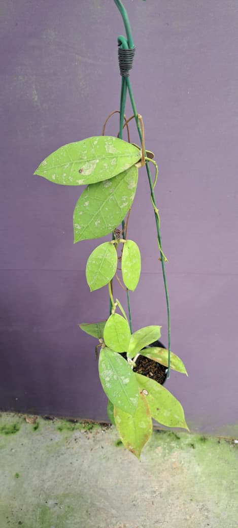 Hoya aff. Lambii – Broad-Leaf Hoya with Strong Veination and Impressive Foliage