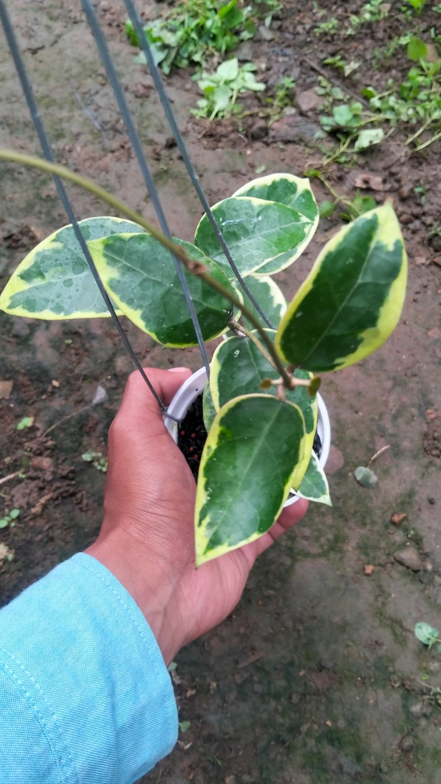 Hoya Verticillata sp. Panglai ‘Yellow Variegated’ – Stunning Panglai Hoya with Bright Golden Variegation