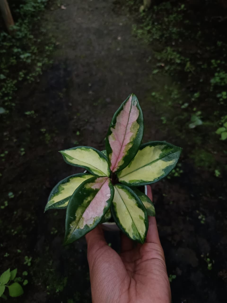 Hoya Carnosa ‘Crimson Queen’ – Classic Variegated Hoya with Pink New Growth
