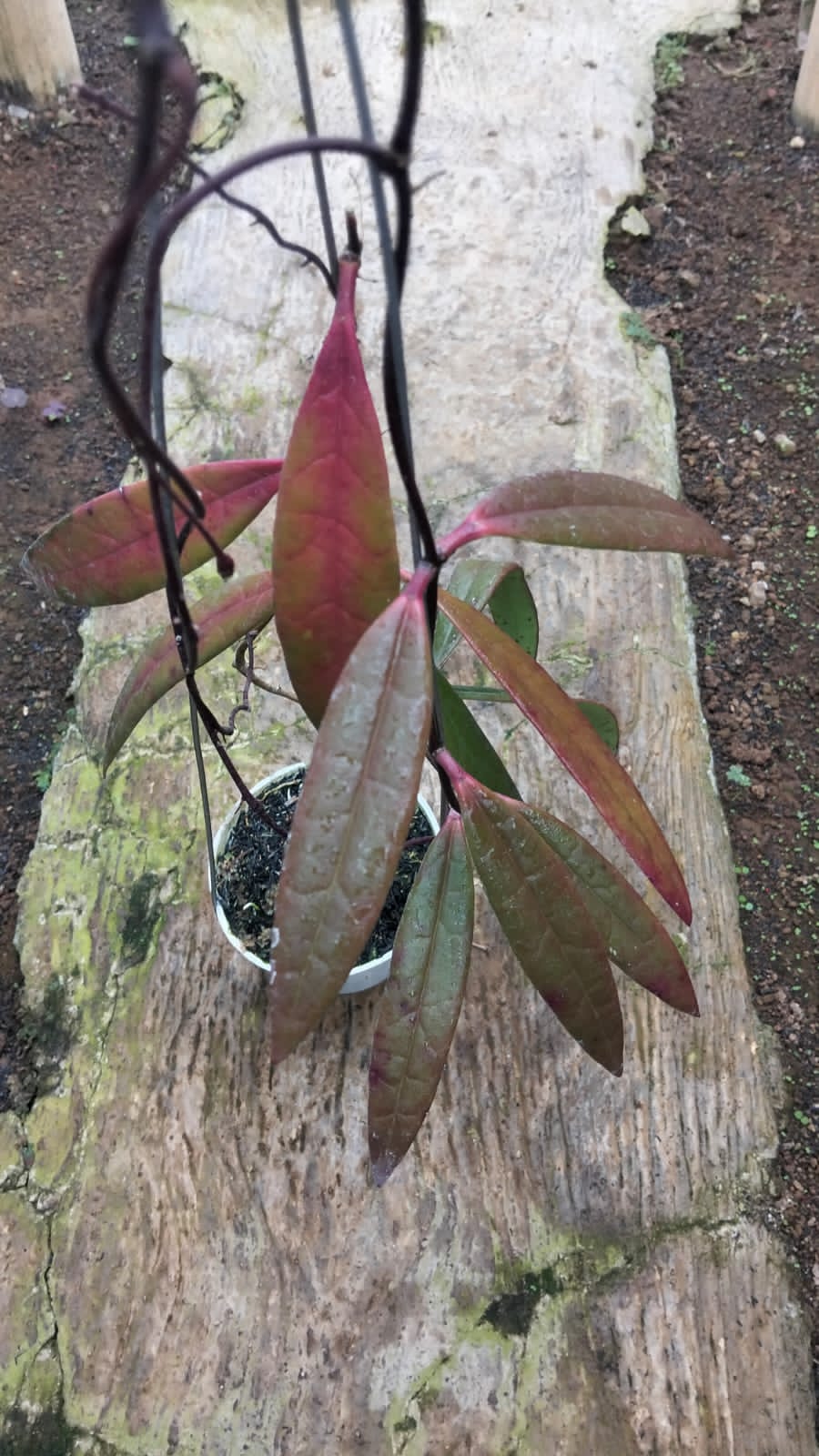 Hoya Sulawesiana ‘Red Sun-Stressed’ – Striking Sulawesi Hoya with Red Bronze Foliage