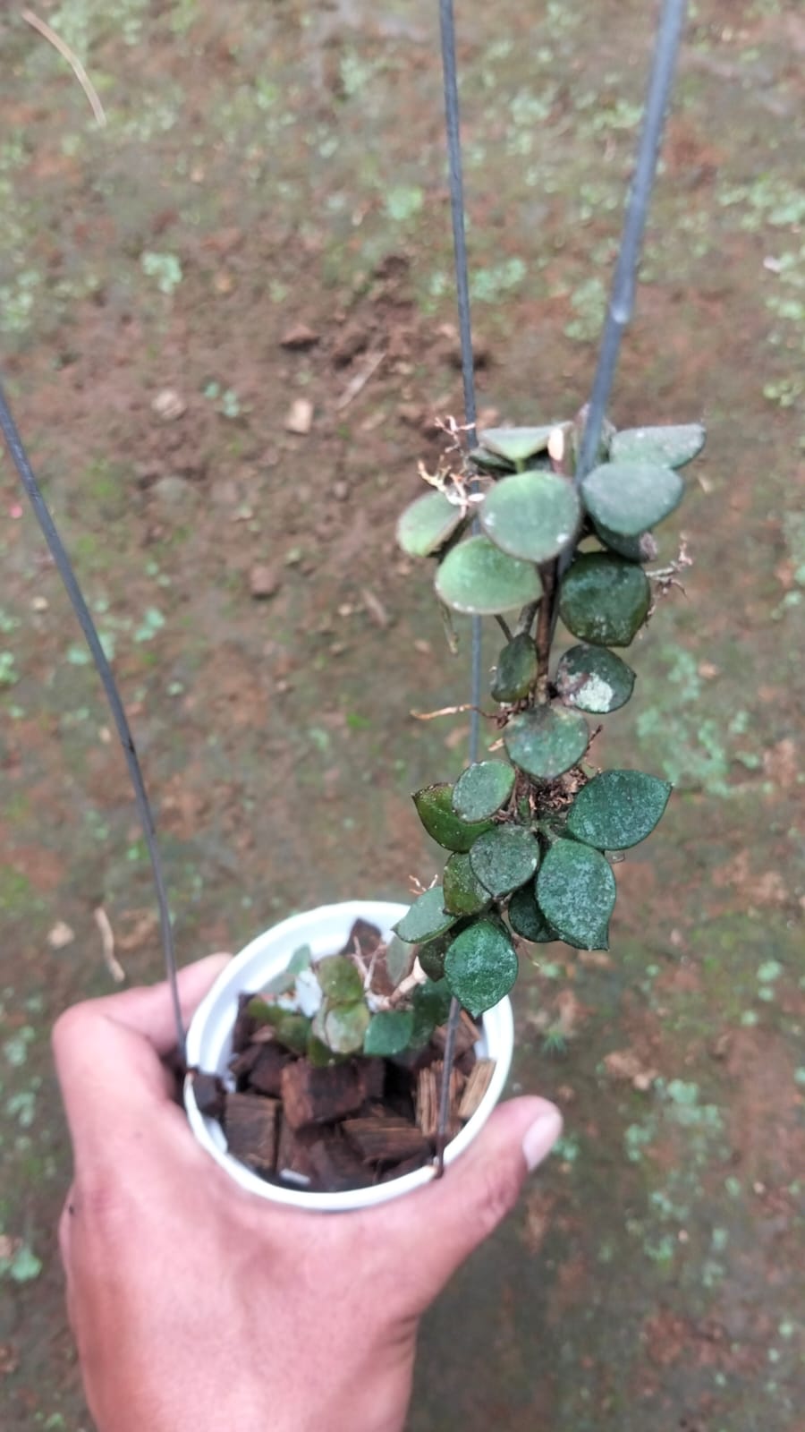 Hoya Boycei – Rare Slender-Leaf Hoya with Cascading Vines
