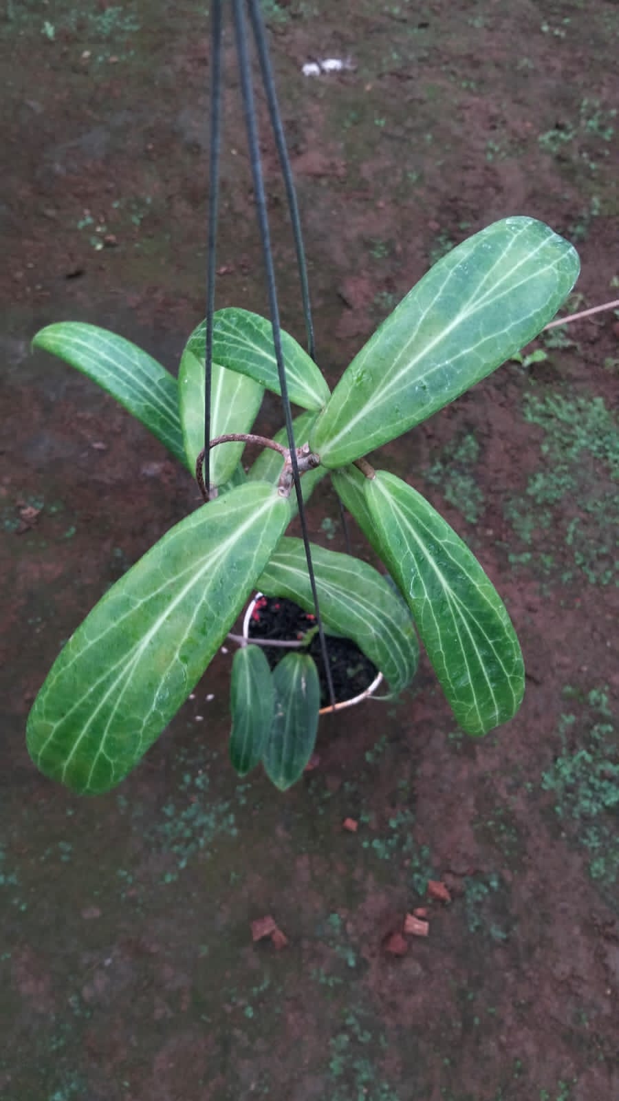 Hoya Bordenii sp. Sulawesi – Rare Sulawesi Hoya with Bold Veined Foliage