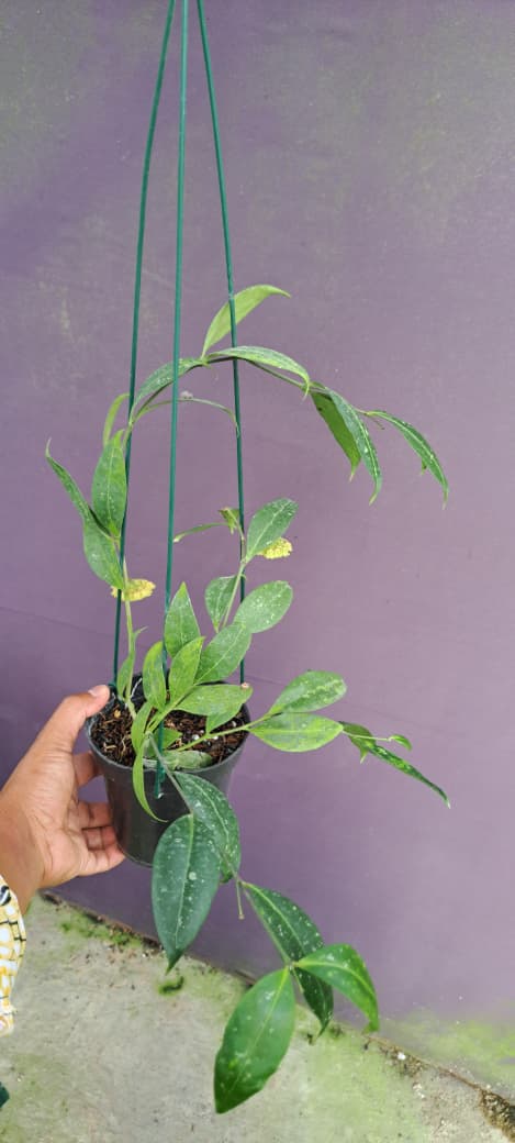 Hoya Amicabilis – Elegant Narrow-Leaf Hoya with Graceful Trailing Vines