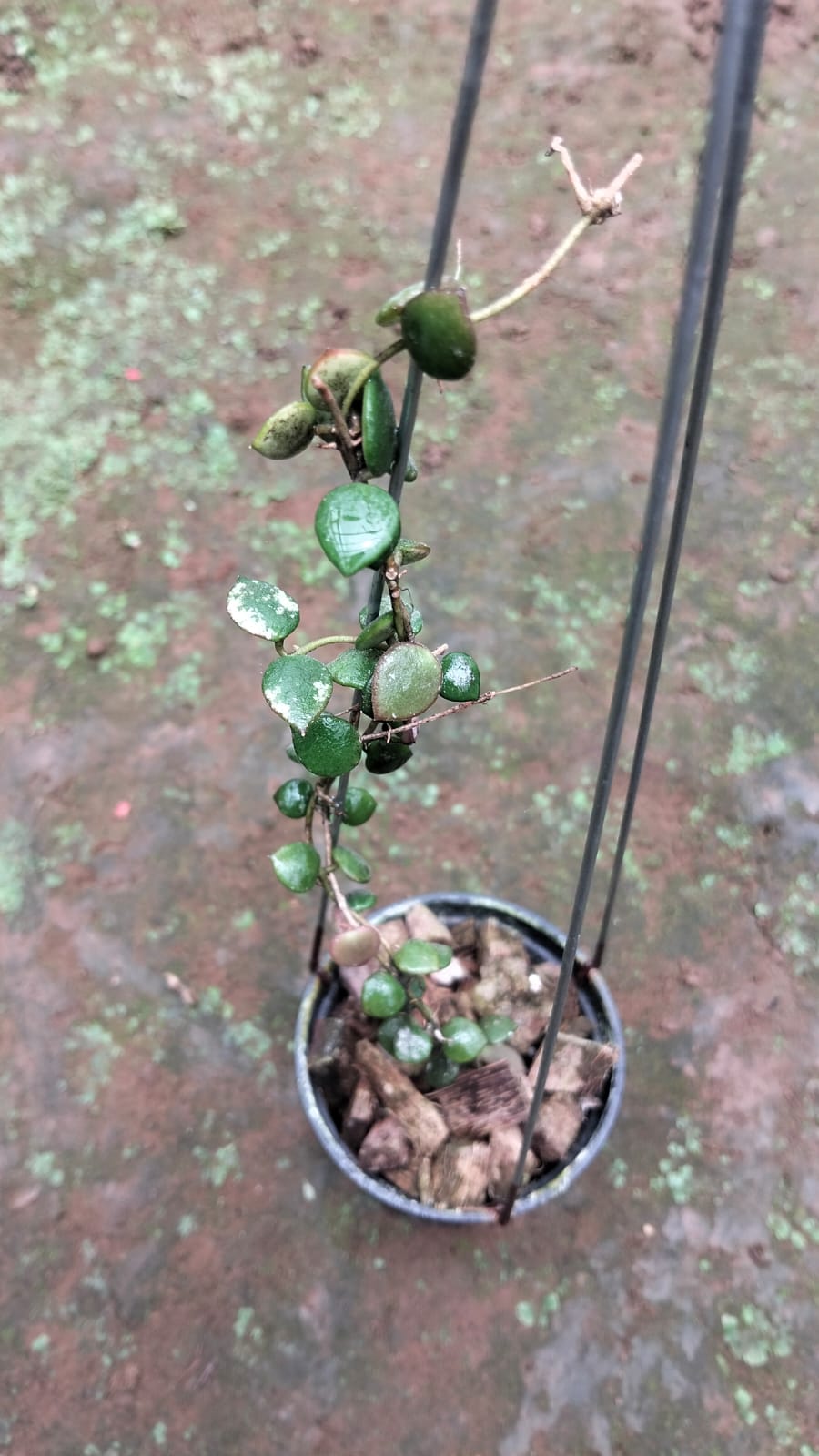Hoya Boycei – Rare Collector Hoya with Thick Tropical Foliage