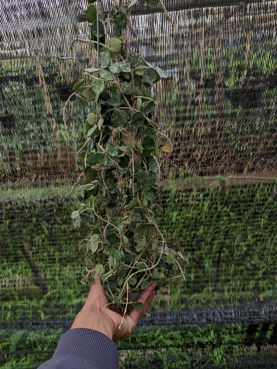 Hoya Curtisii – Mini Trailing Hoya with Tiny Heart-Shaped Leaves