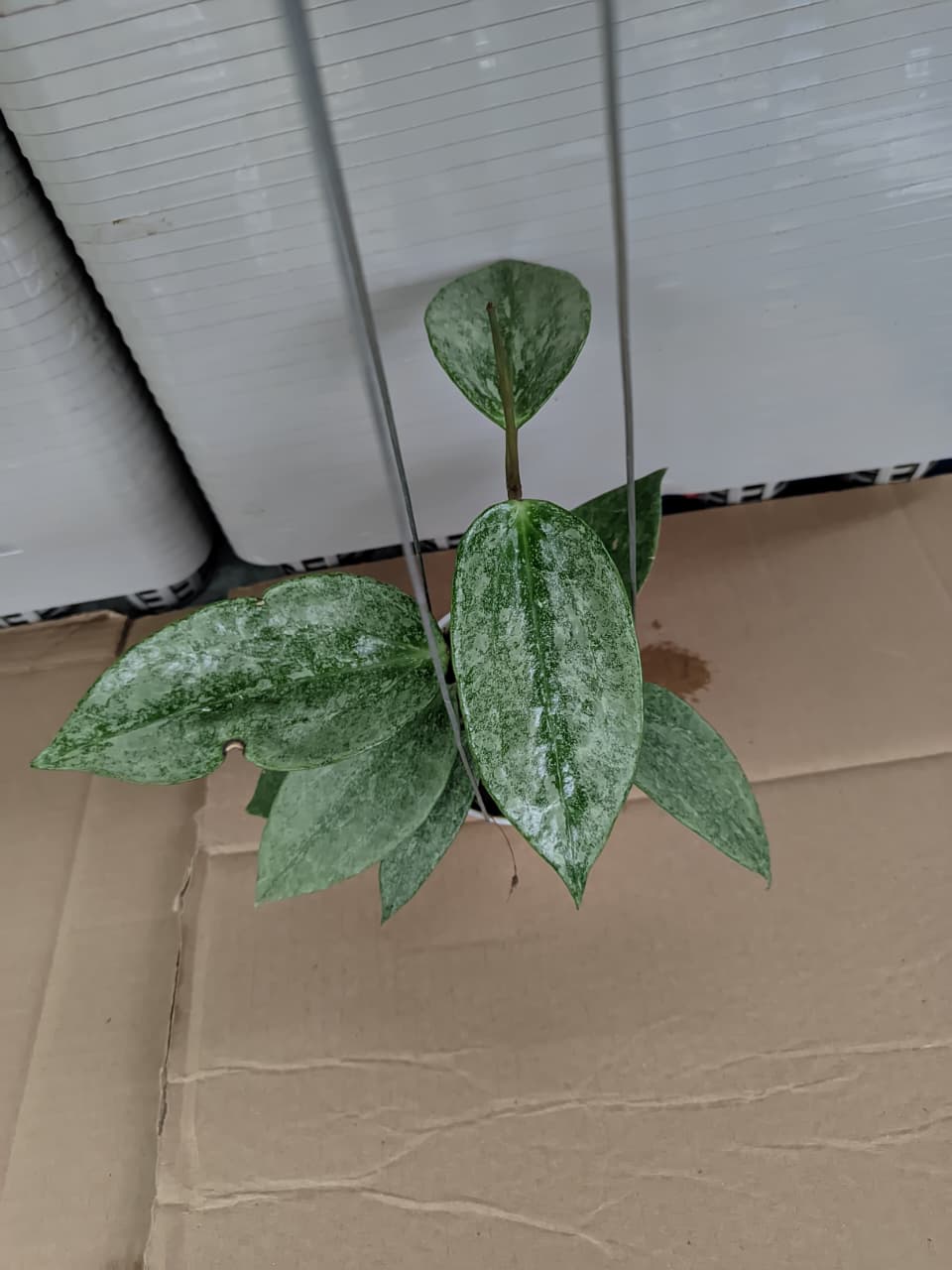 Hoya latifolia ‘Rimba Perak’ – Huge Round-Leaf Hoya from Rimba Perak Locality