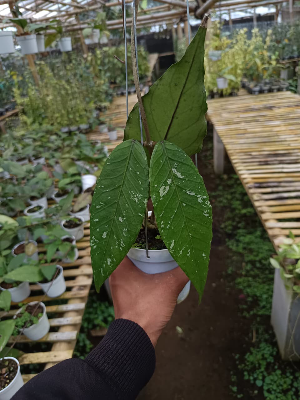 Hoya sp. Aceh ‘Merahpati’ – Rare Aceh Hoya with Warm Red-Toned Foliage
