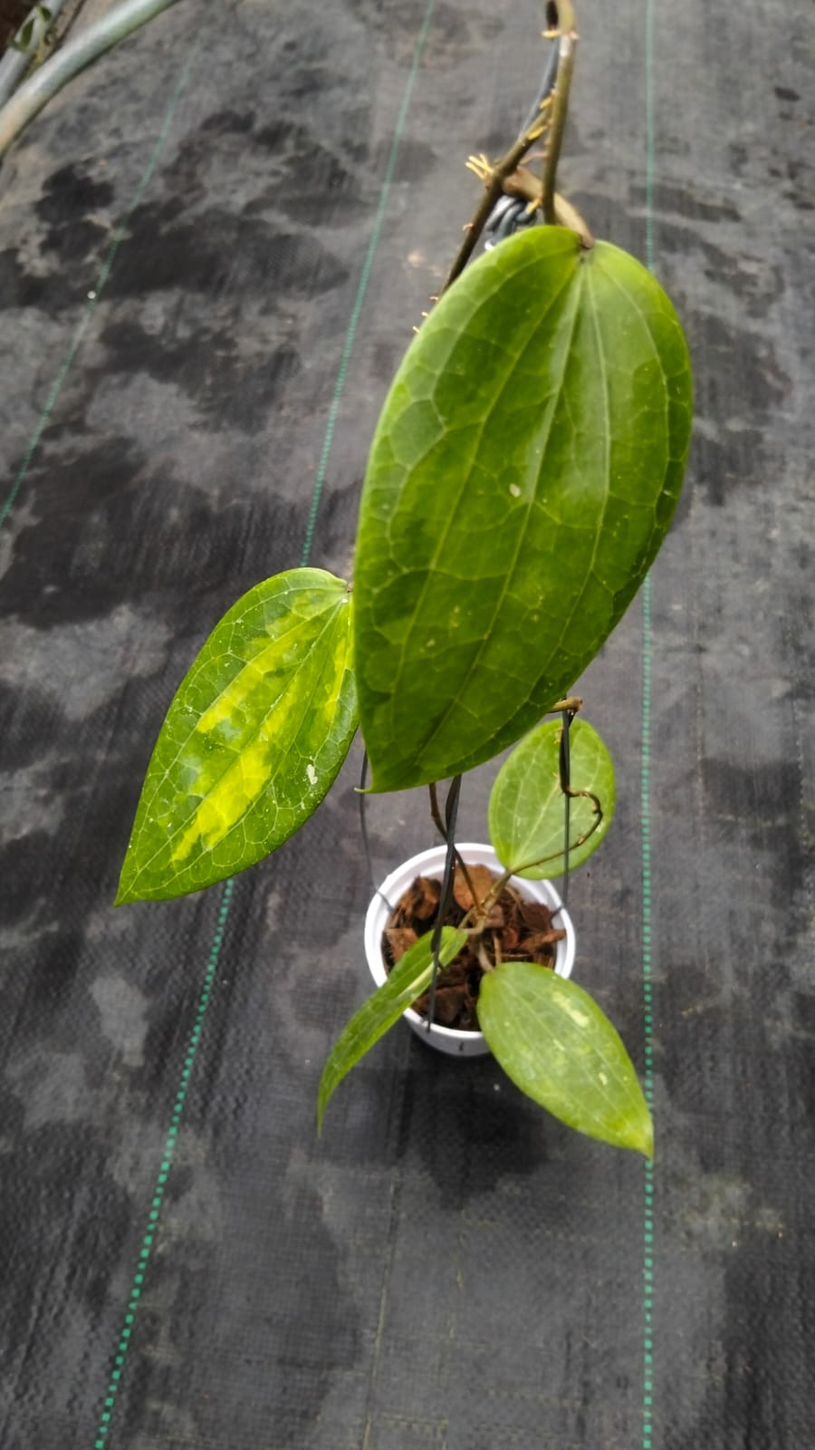 Hoya Glabra ‘Inner Variegated’ – Rare Cream-Centered Variegated Hoya