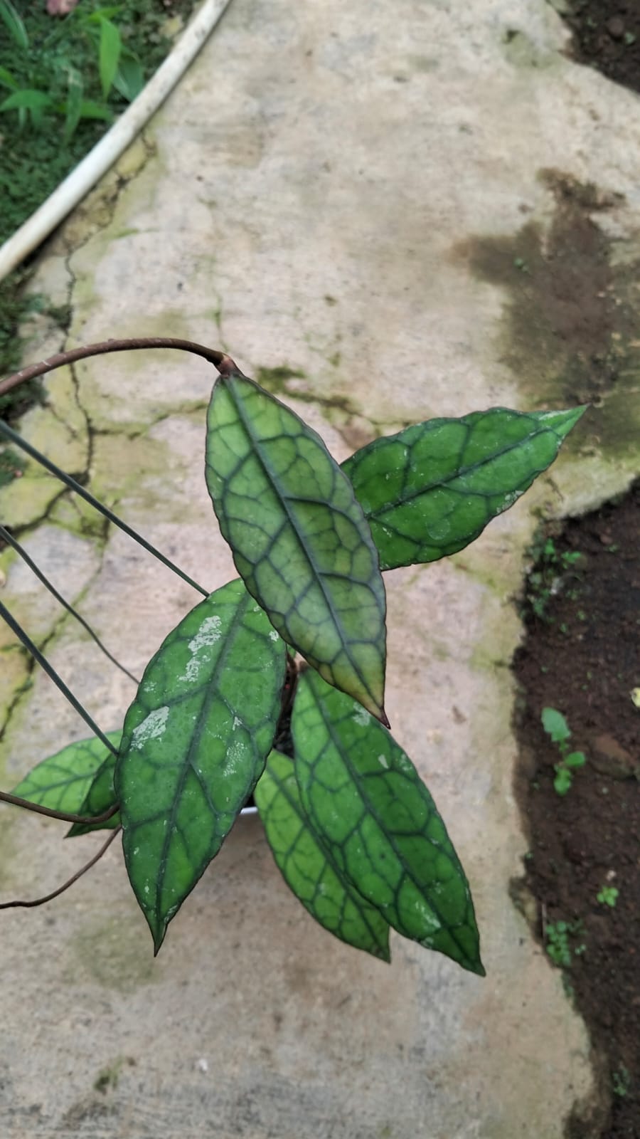 Hoya Clemensiorum sp. Tabalong – Ace Locality Clemensiorum with Huge Veined Leaves