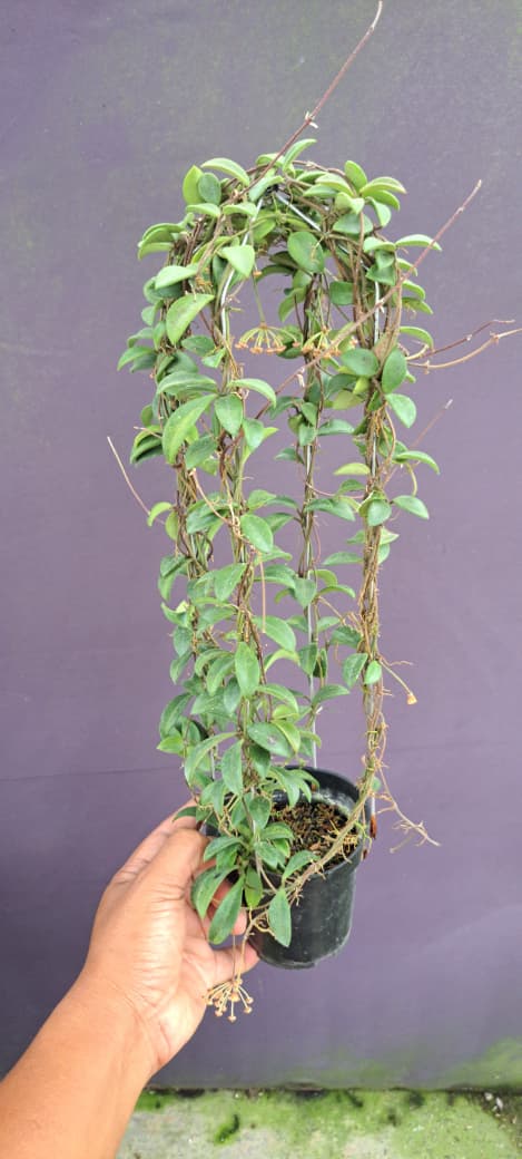 Hoya sp. Purbalingga – Rare Central Java Locality Hoya with Thick Sculptural Leaves
