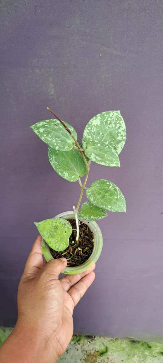 Hoya Glabra ‘Splash’ – Glossy Green Hoya with Attractive Silver Splashing