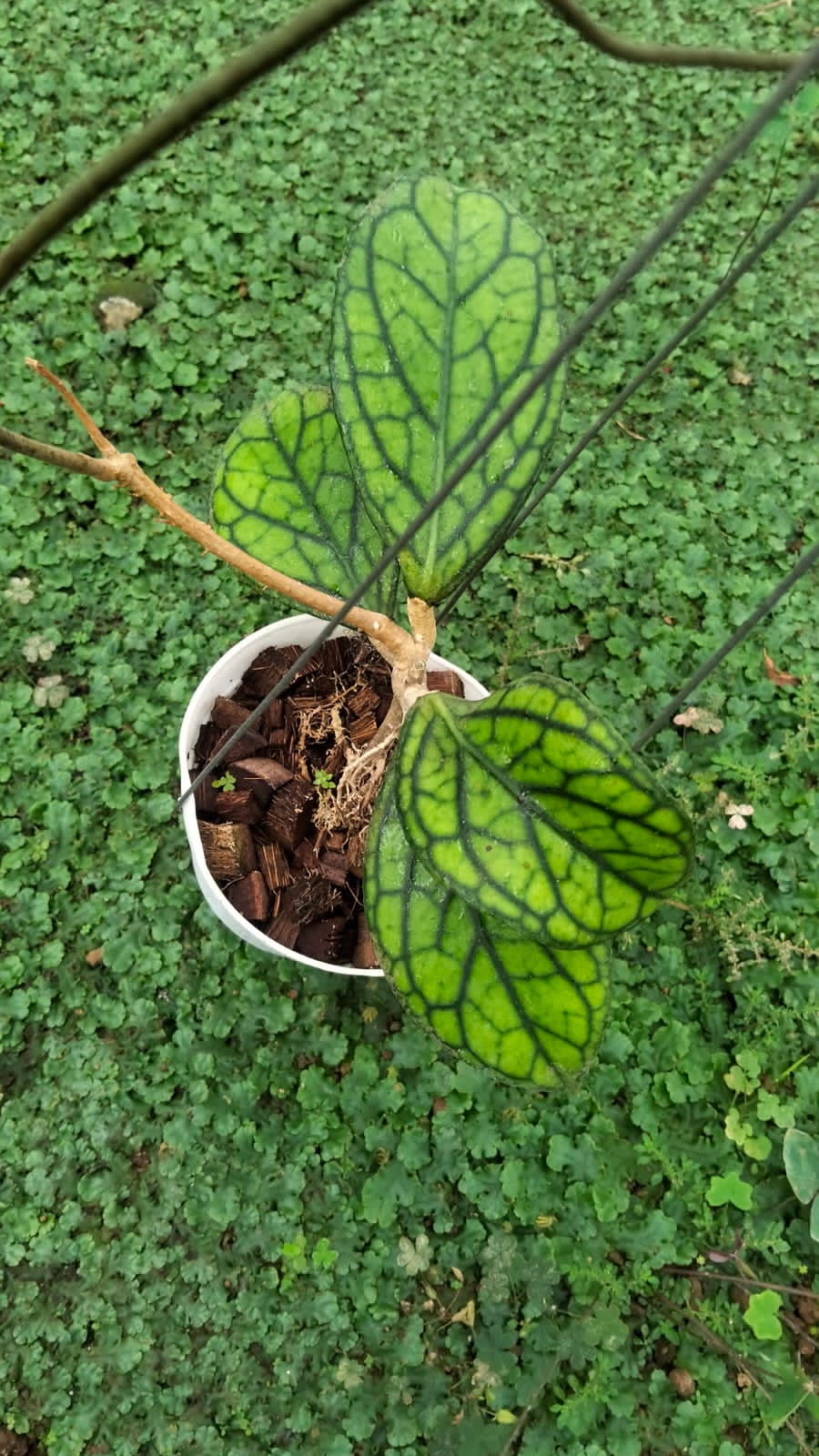 Hoya sp. Tanggamus ‘Patok Besi’ – Rare Sumatra Hoya with Bold Veined Sculptural Leaves