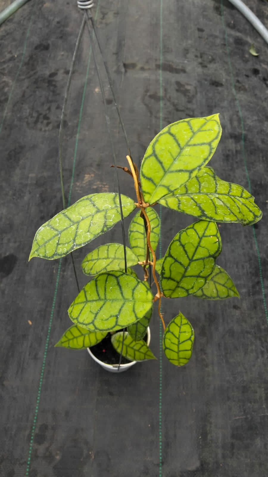 Hoya Callistophylla ‘Turtle Leaf’ – Iconic Veined Hoya with Bold Pattern