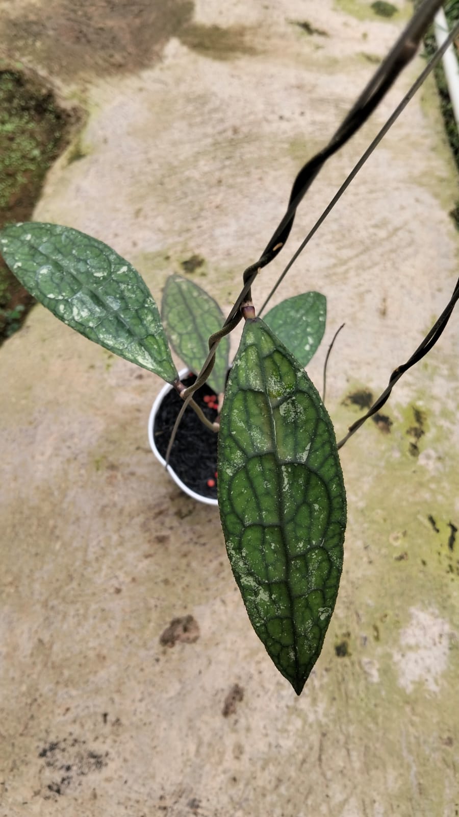 Hoya Clemensiorum sp. Aceh ‘Splash’ – Silver-Speckled Giant-Leaf Hoya from Aceh