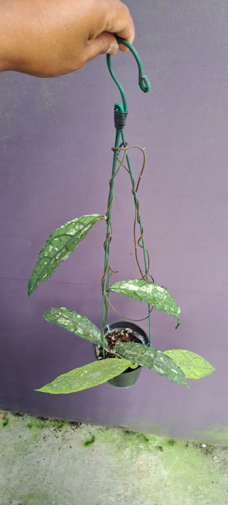 Hoya Clemensiorum ‘Purba Splash’ – Large-Leaf Clemensiorum with Bold Silver Splashing