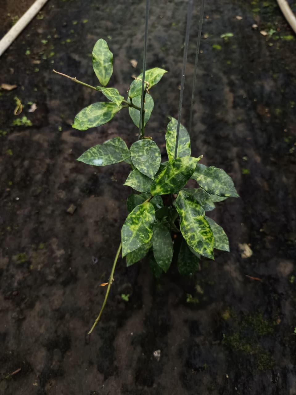 Hoya Lacunosa ‘Amarillo’ – Golden-Toned Lacunosa with Compact Trailing Growth