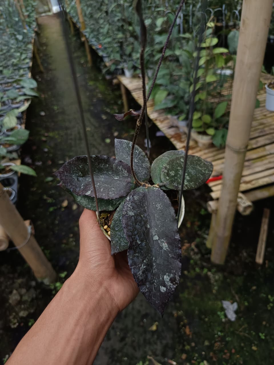 Hoya Caudata ‘Black’ – Rare Caudata with Dark Rugged Foliage