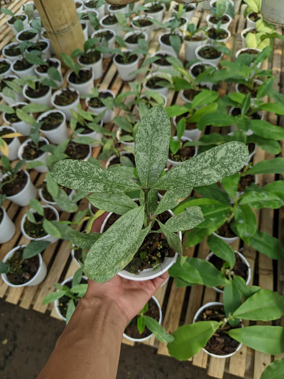 Hoya Multiflora ‘Javanica’ – Shooting Star Hoya from Java
