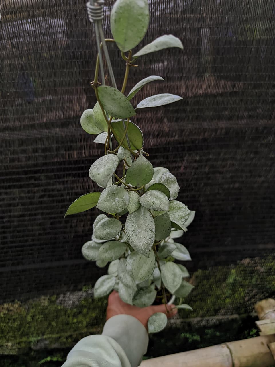 Hoya Lacunosa ‘Silver Coin’ – Compact Hoya with Silver-Flecked Leaves
