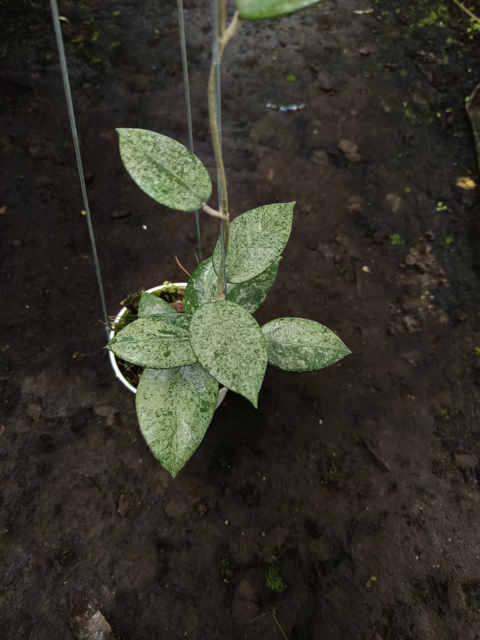 Hoya Verticillata ‘Silver Galaxy’ – Rare Verticillata with Dense Metallic Splash