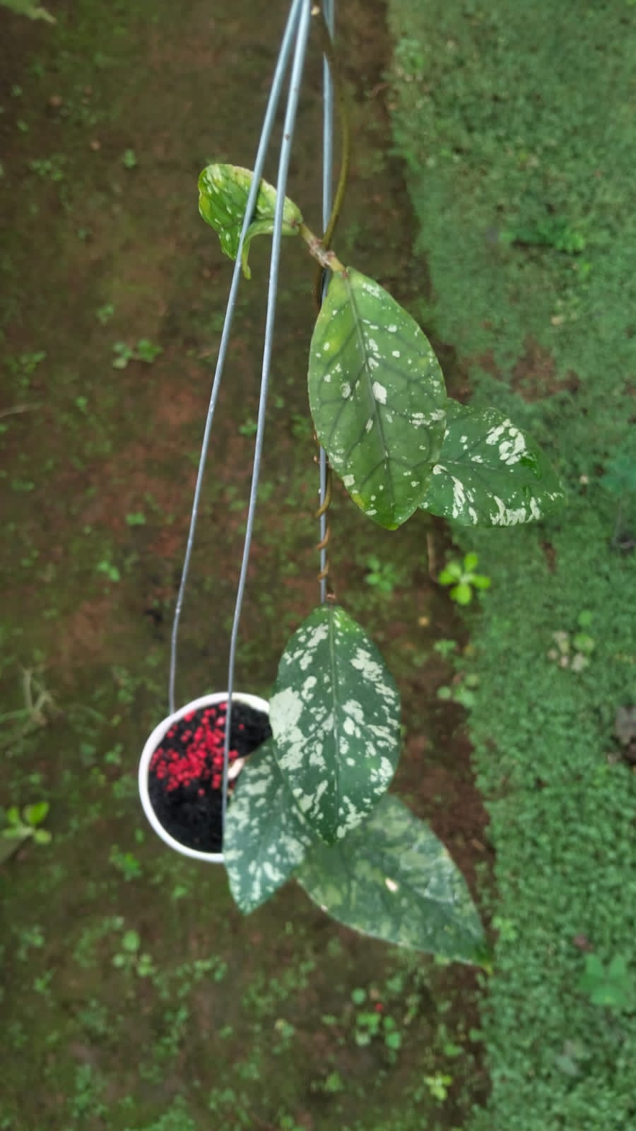 Hoya sp. Aceh ‘Exotica’ – Rare Aceh Locality Hoya with Exotic Tropical Foliage
