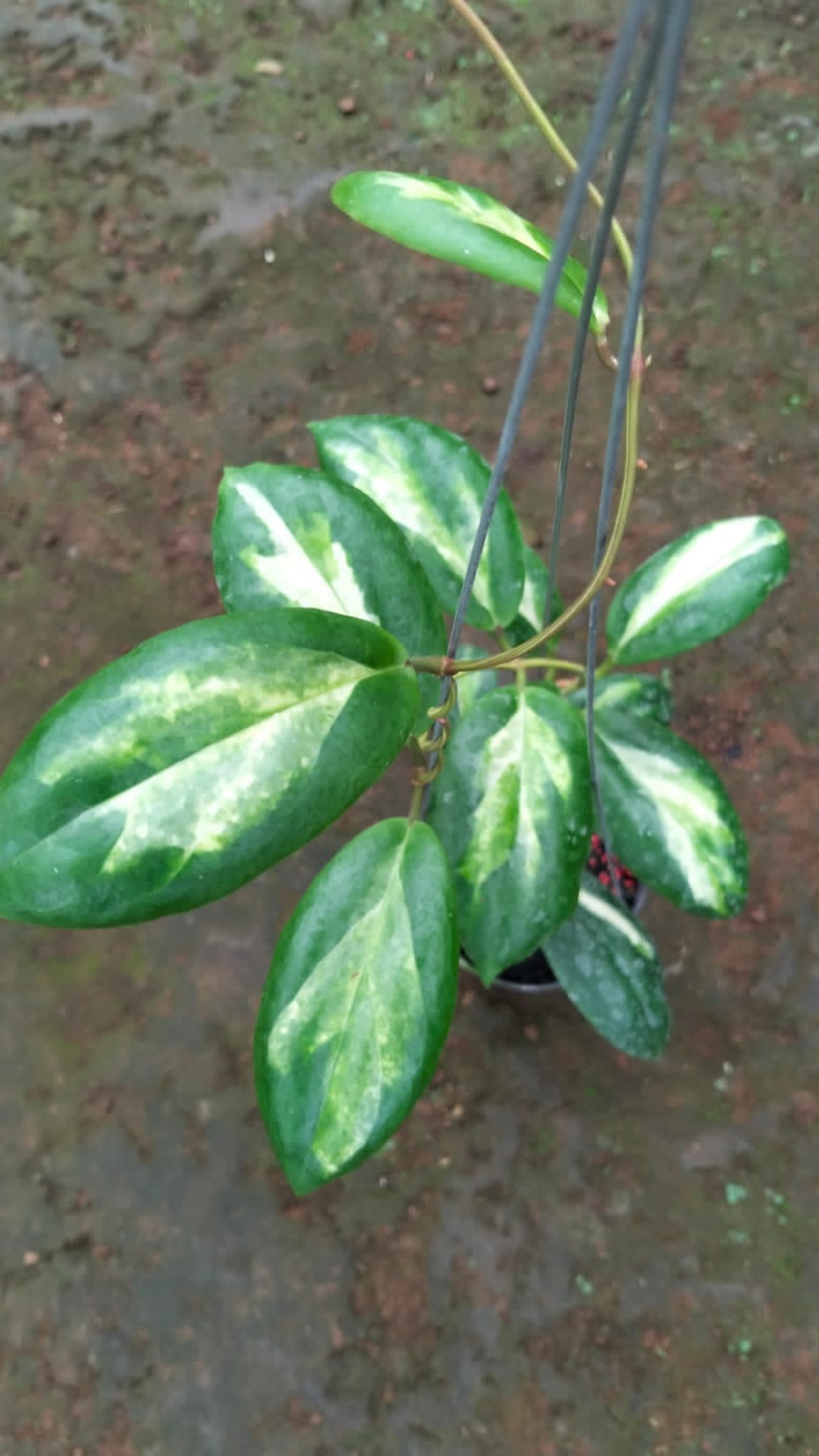 Hoya Incrassata ‘Moon Shadow’ – Variegated Incrassata with Bold Yellow Cream Patterns