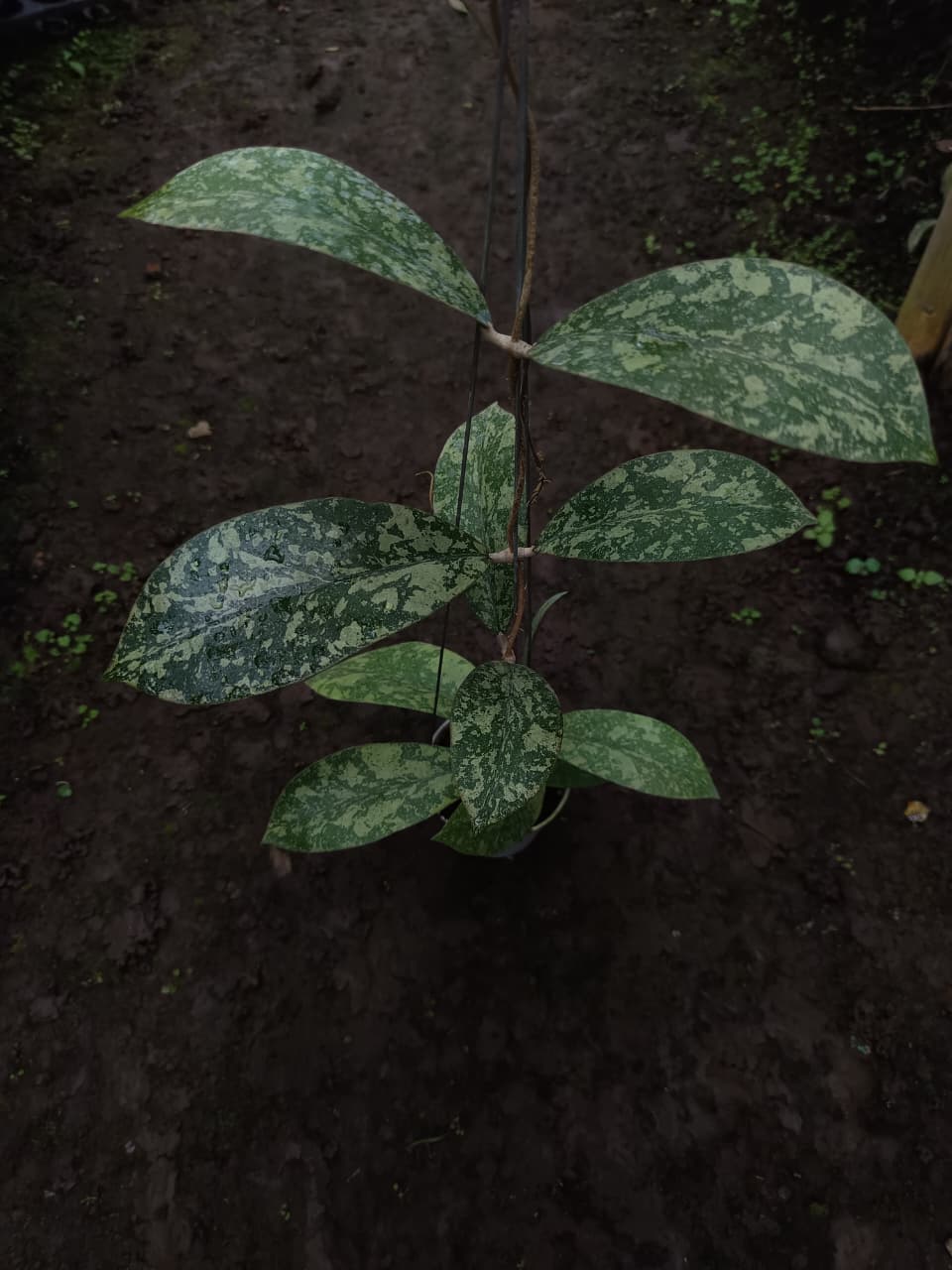 Hoya sp. Borneo ‘Army’ – Rare Borneo Hoya with Camouflage Silver Pattern