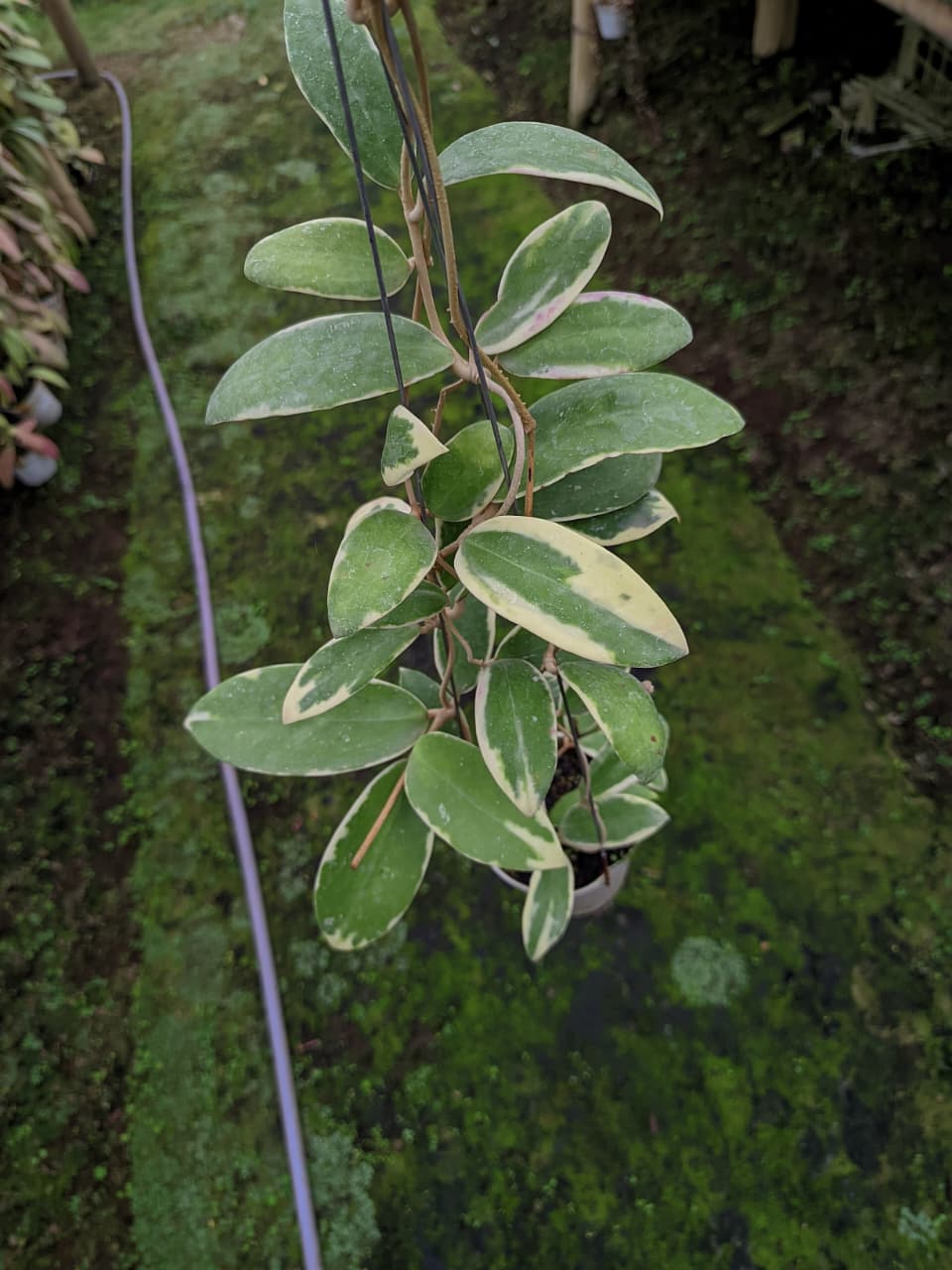 Hoya Verticillata ‘Accuta Albo Marginata’ – Variegated White-Edged Hoya