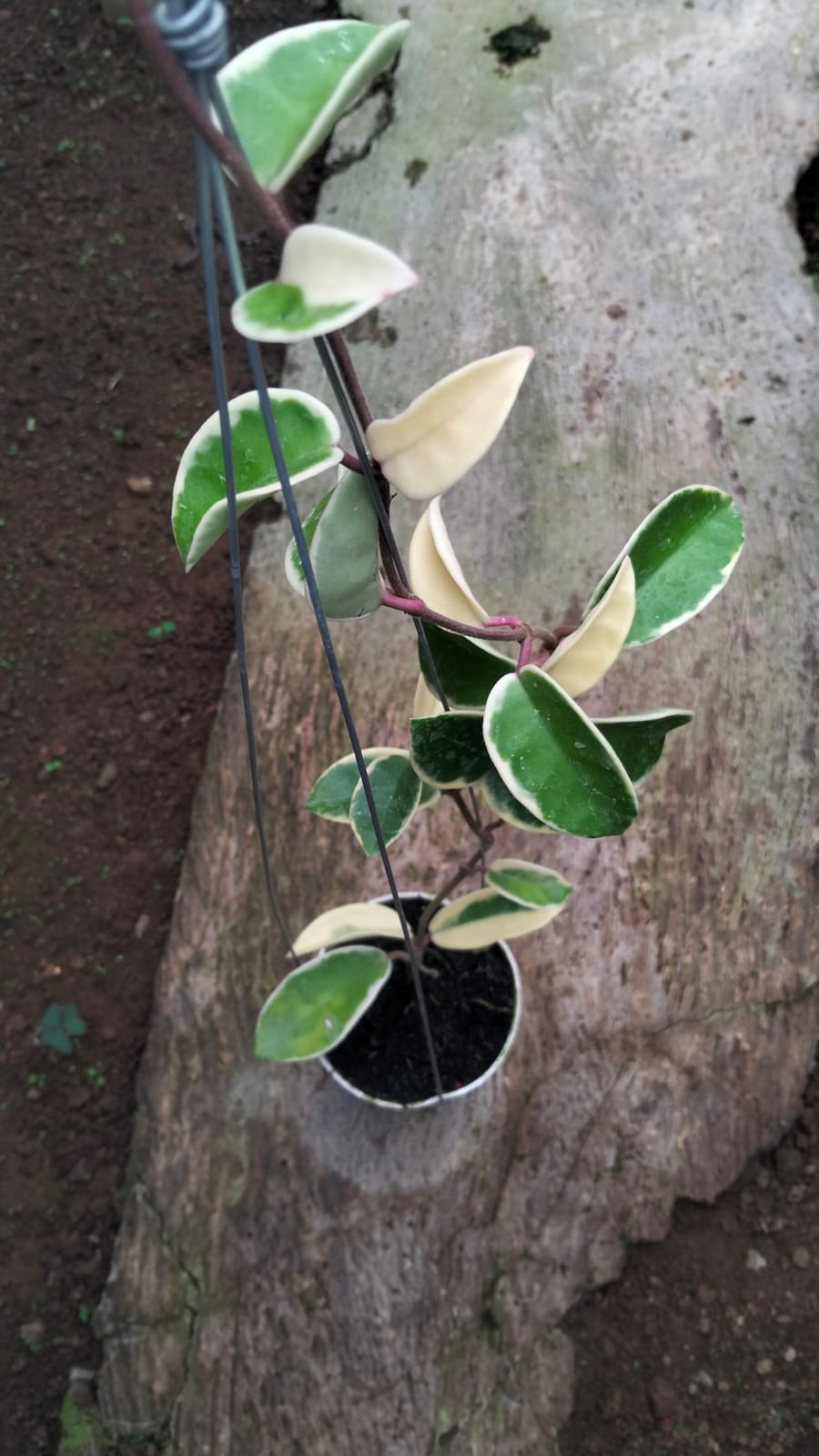 Hoya Carnosa ‘Purple Pride’ – Colorful Carnosa with Purple-Toned Foliage and Splash