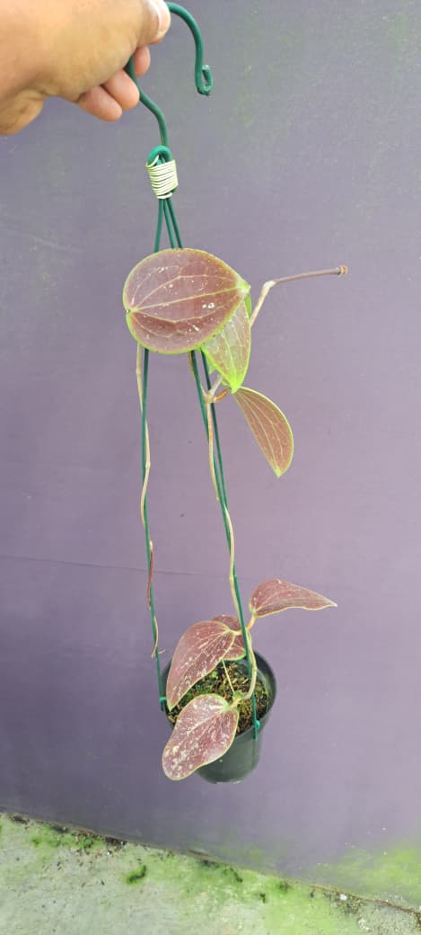 Hoya Glabra ‘Red Sun-Stressed Splash’ – Color-Changing Hoya with Silver Splash and Red Tones