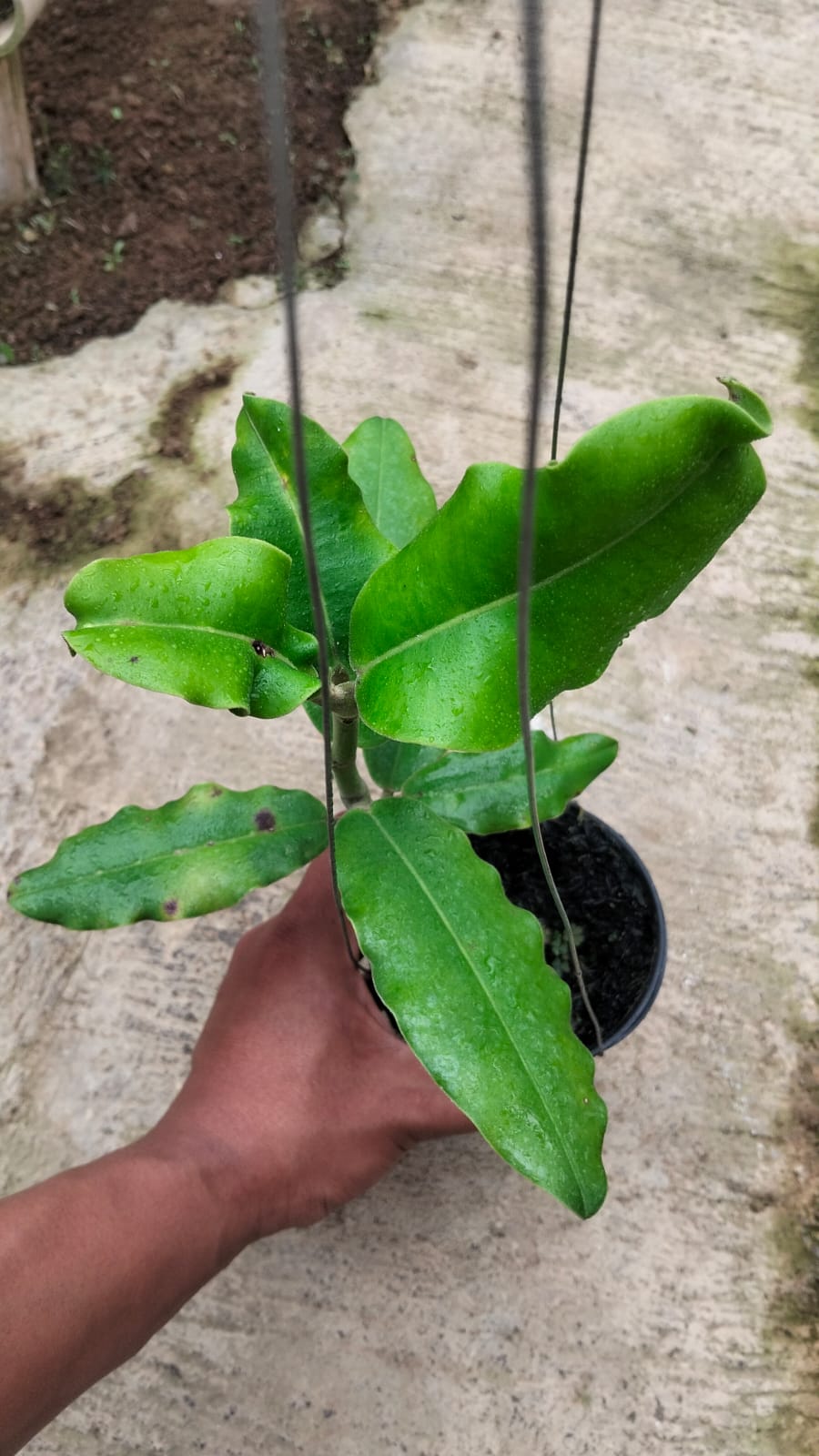 Hoya Imperialis – Large-Flowered Hoya with Stunning Star-Shaped Blooms