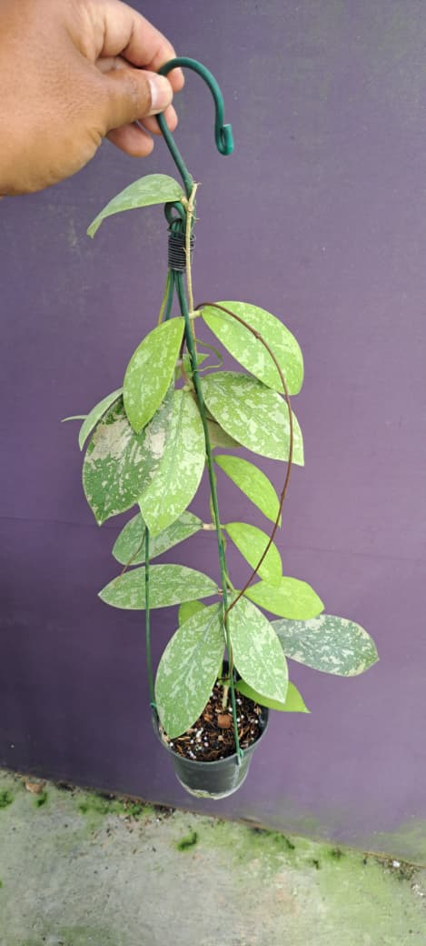 Hoya sp. West Borneo ‘Splash’ – Silver-Splashed West Borneo Hoya with Bold Veined Leaves