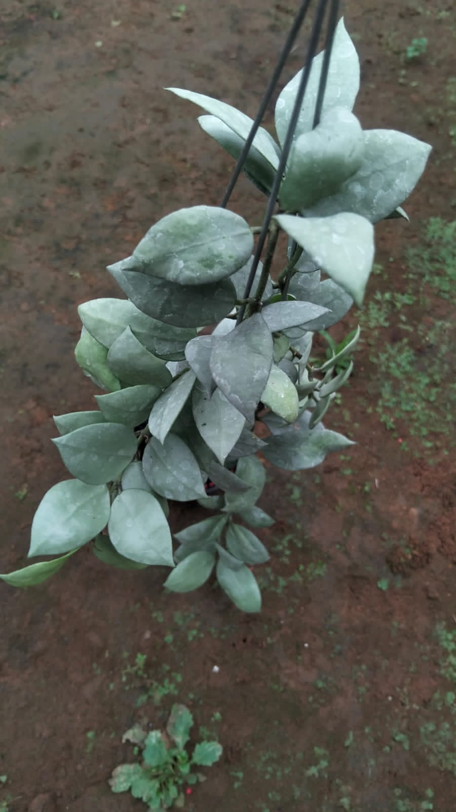 Hoya Lacunosa ‘Full Moon’ – Variegated Lacunosa with Round Creamy Leaves