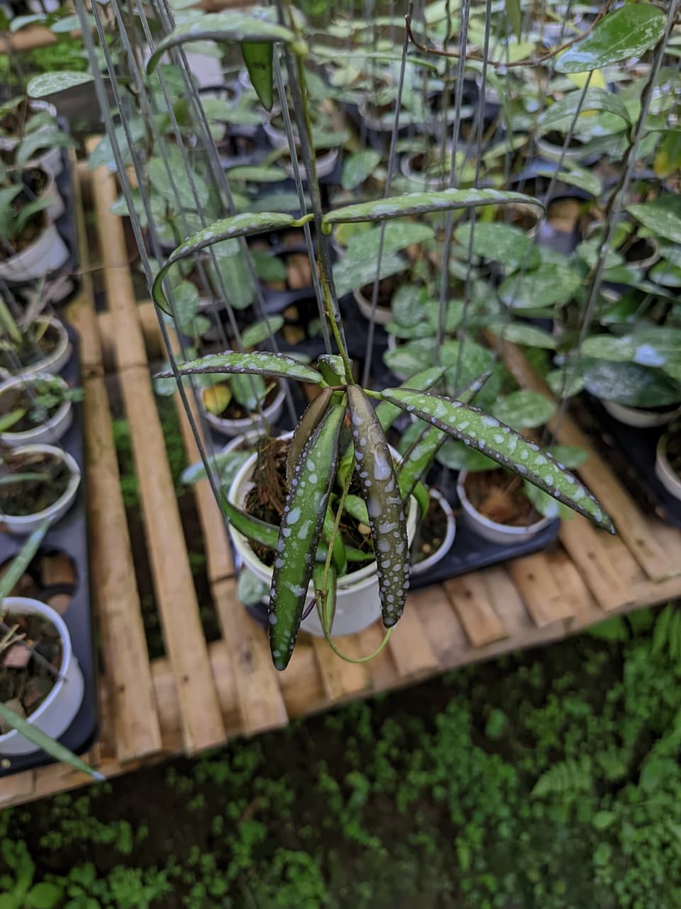Hoya aff. Acicularis sp. Aceh – Rare Needle-Leaf Hoya from Aceh