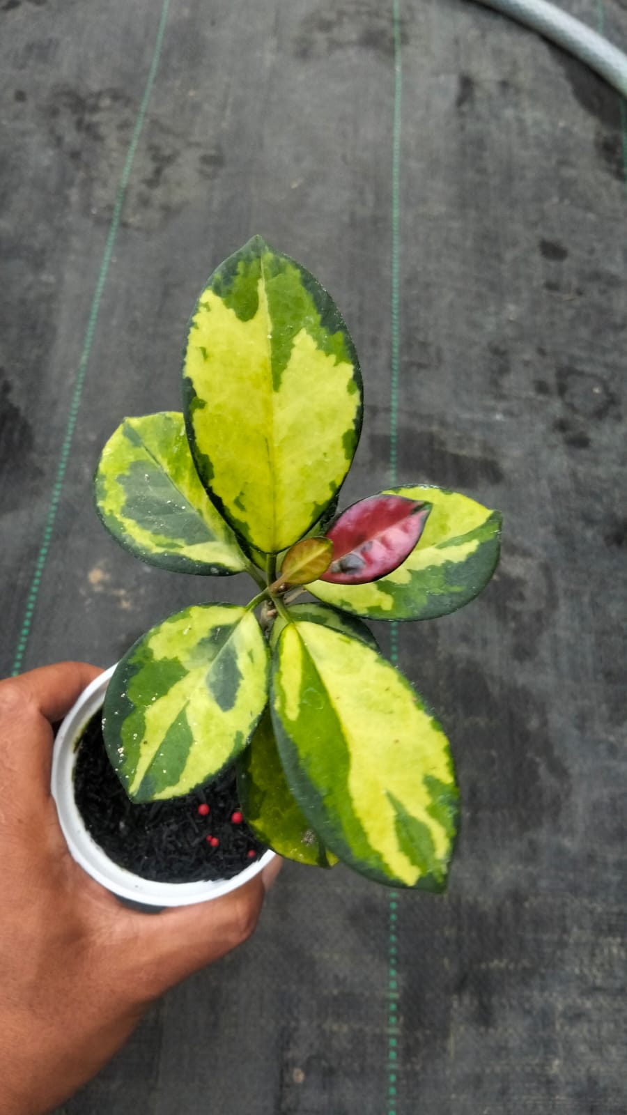 Hoya Australis ‘Peacock’ – Rare Australis with Colorful Sun-Stressed Foliage