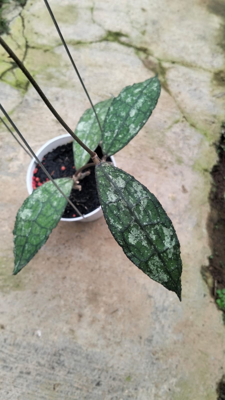 Hoya Clemensiorum sp. Aceh ‘Splash’ – Silver-Splashed Aceh Clemensiorum with Massive Leaves