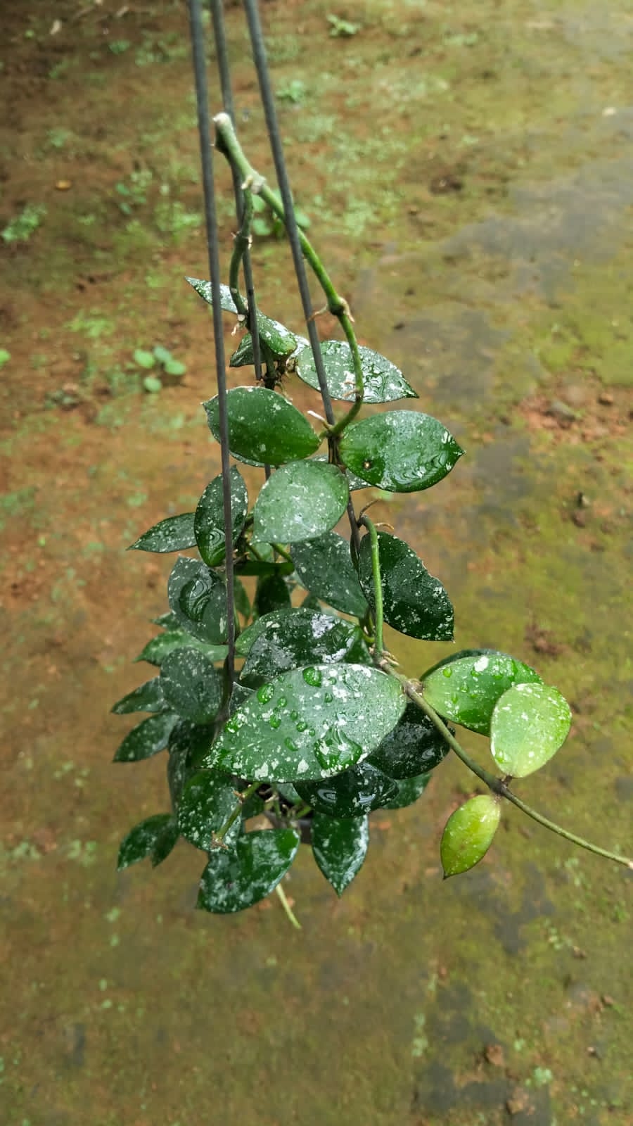 Hoya Lacunosa sp. Gayo Lues – Rare Aceh Locality Lacunosa