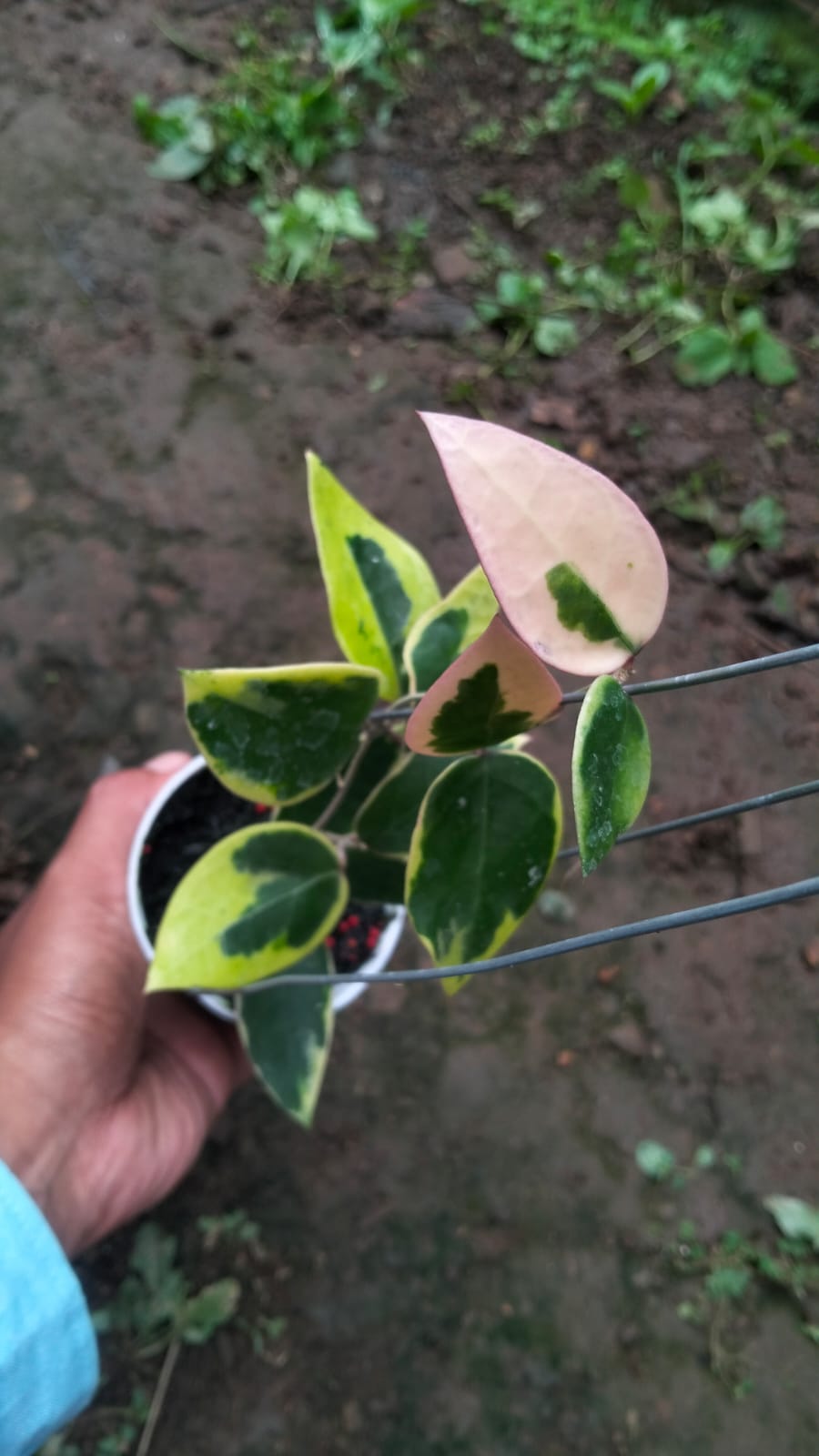 Hoya Verticillata sp. Panglai ‘Yellow Variegated’ – Rare Golden-Variegated Verticillata from Panglai