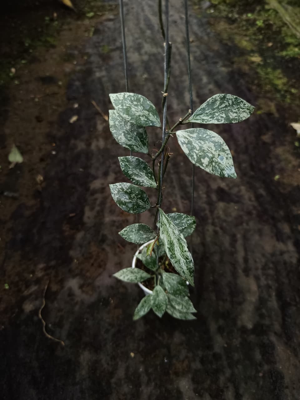 Hoya Lacunosa ‘Green Flame’ – Compact Lacunosa with Vibrant Lime-Green Foliage