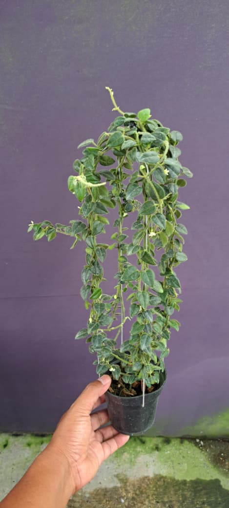 Hoya sp. Papua – Rare Papua Locality Hoya with Thick Tropical Foliage