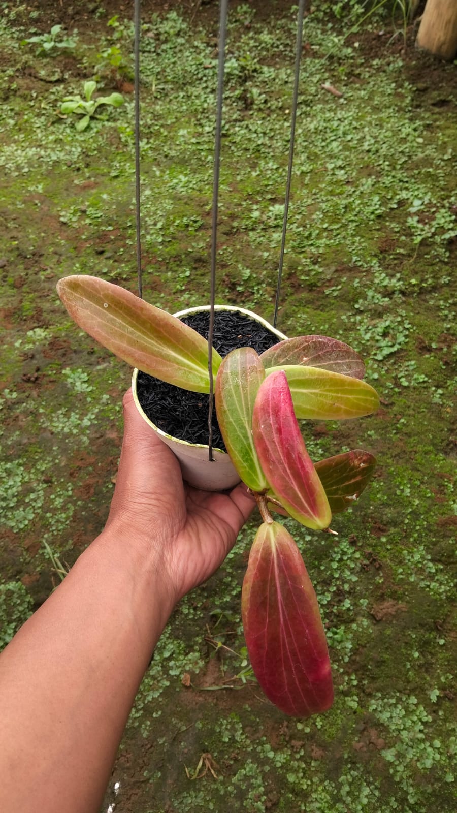Hoya Bordenii sp. Sulawesi – Rare Sulawesi Hoya with Elegant Tropical Foliage