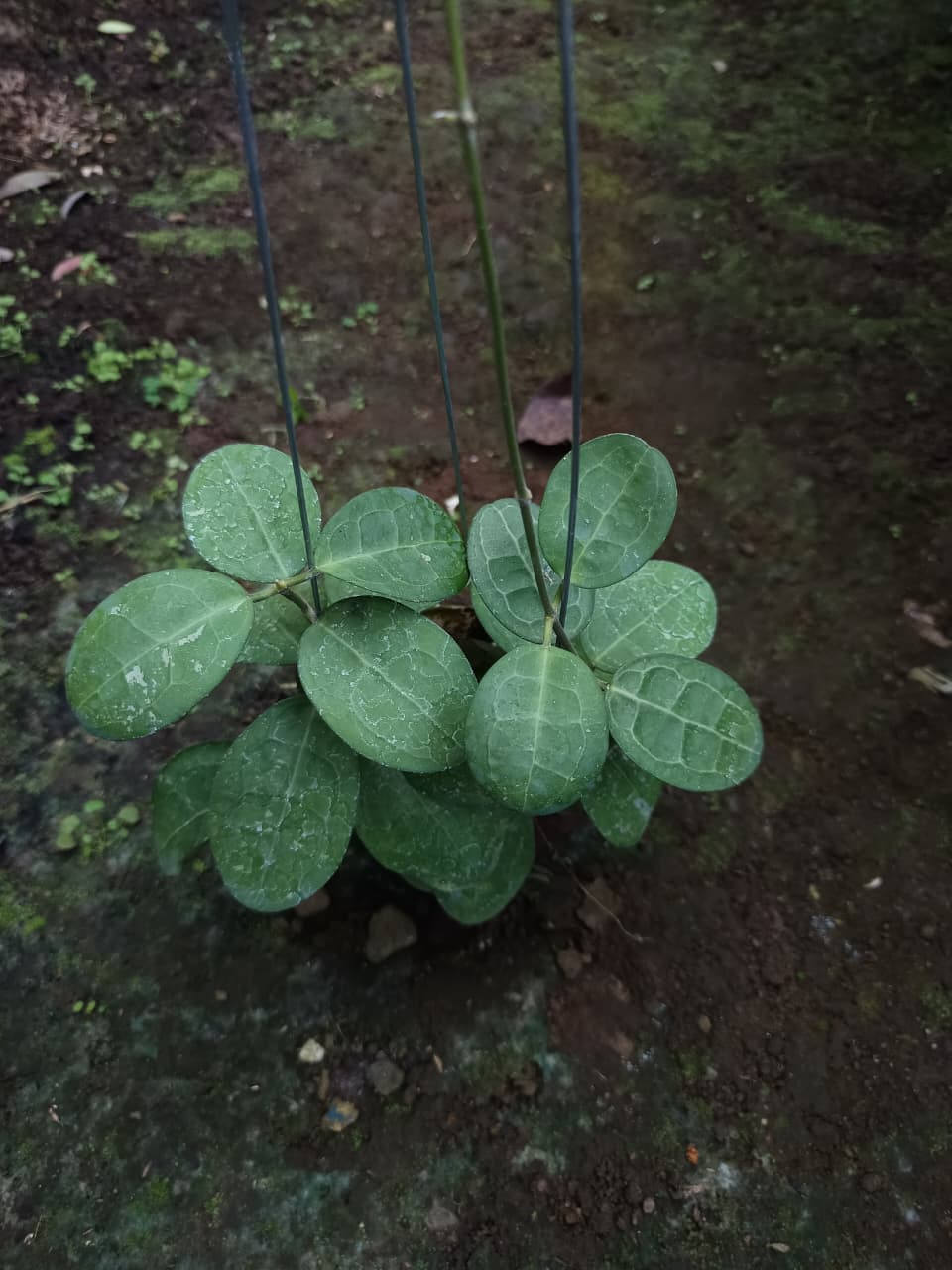Hoya Elliptica (Borneo) – Rare Veined Hoya with Striking Leaf Pattern