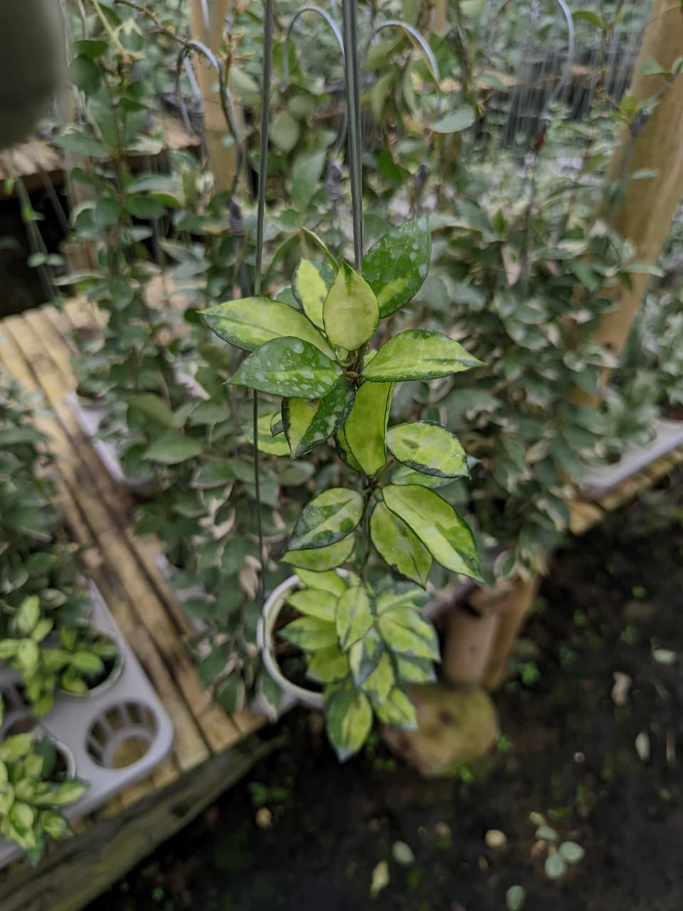 Hoya Lacunosa ‘Reverse’ – Unique Reverse-Pattern Lacunosa Variety