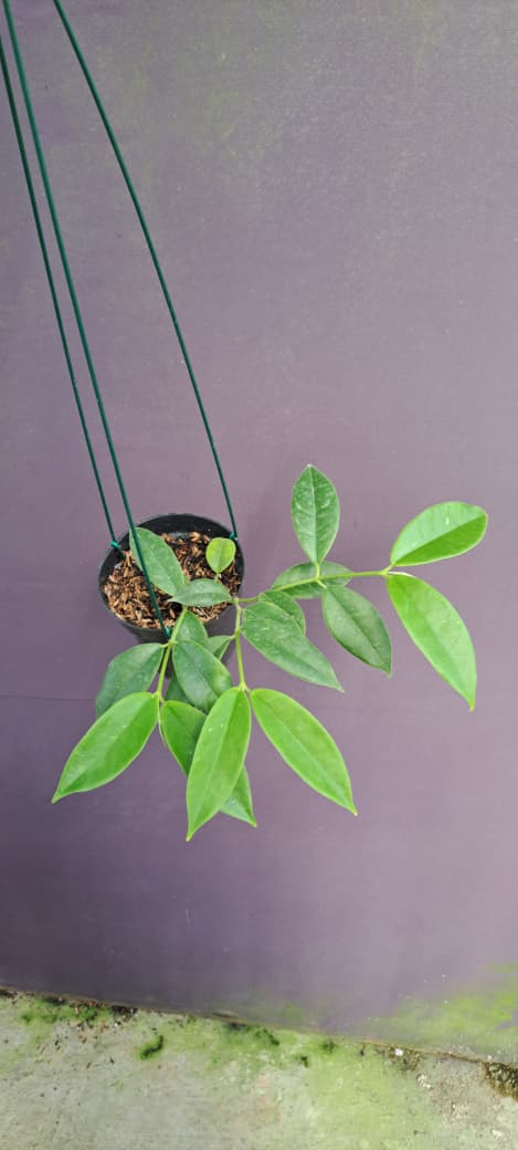 Hoya Kapuasensis × Hoya Danumensis – Rare Hybrid Hoya with Thick Sculptural Leaves