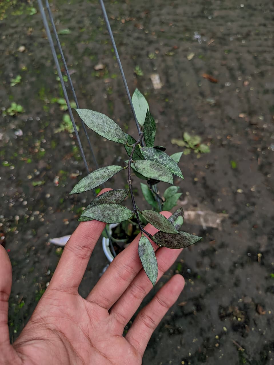 Hoya Lacunosa ‘Silver Wein’ – Compact Lacunosa with Silvery Frosted Foliage