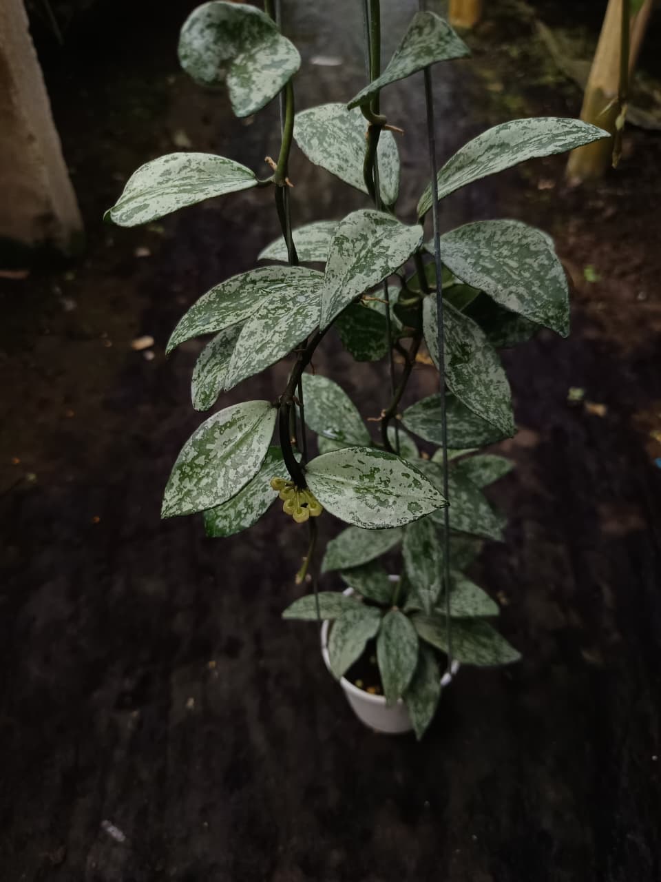 Hoya Lacunosa ‘Silver Lime’ – Compact Lacunosa with Silvery Lime Foliage
