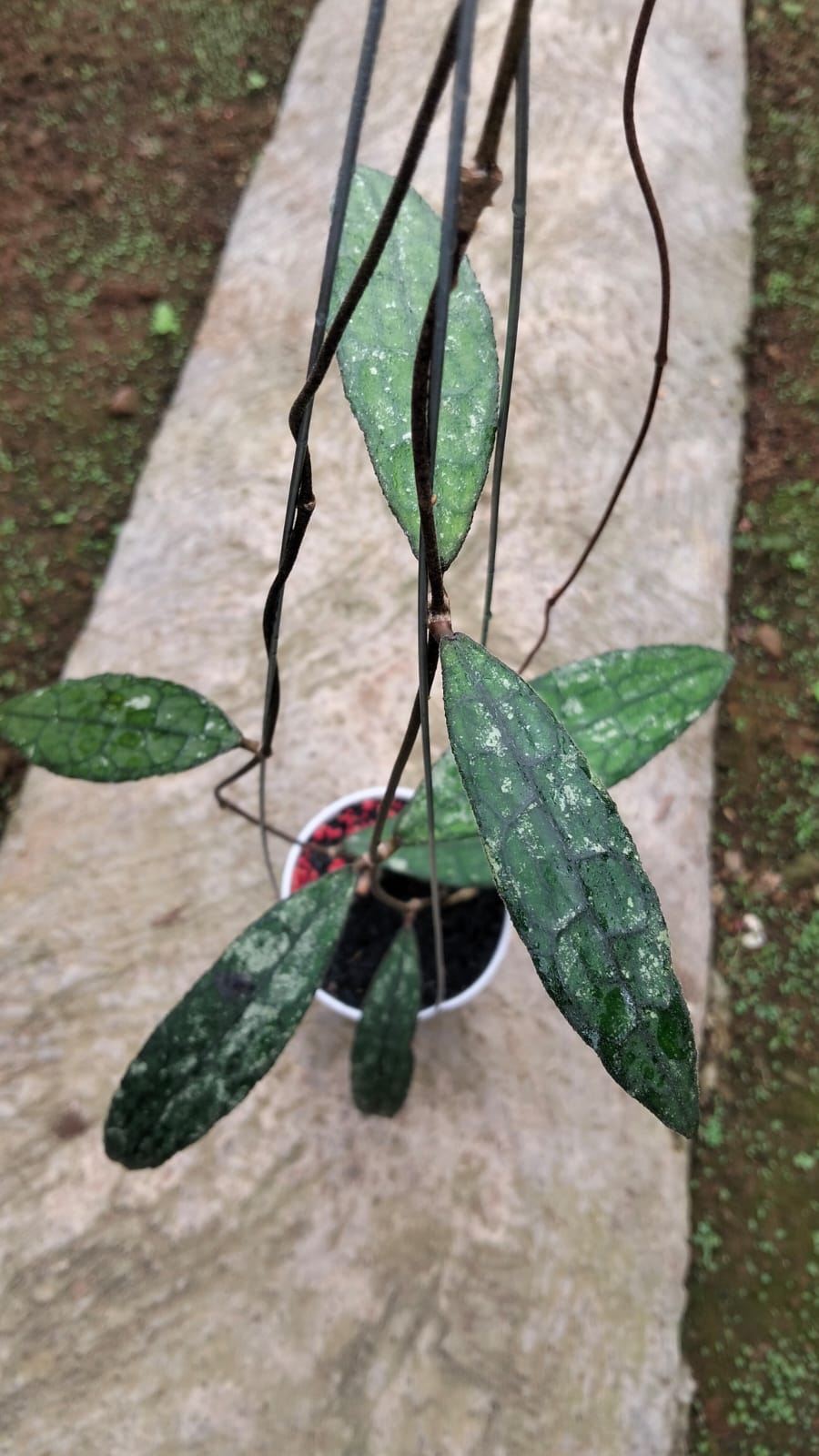 Hoya Clemensiorum sp. Aceh ‘Splash’ – Aceh Giant Hoya with Silver-Splashed Veins