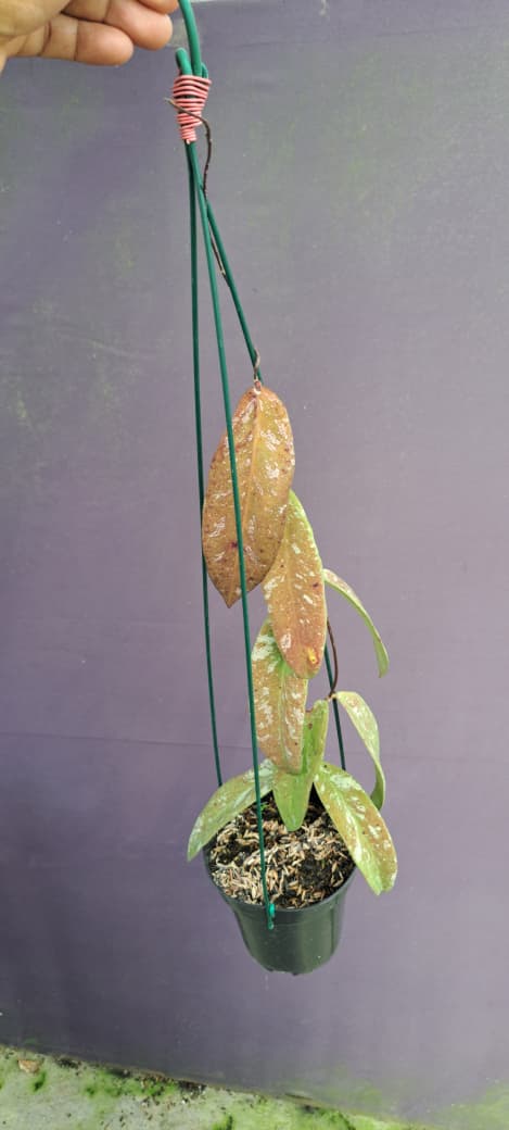 Hoya Kaikokeana ‘Splash’ – Silver-Splashed Kaikokeana with Thick Textured Leaves